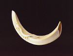 2006AL0388-01
&copy;
Netsuke. Japan, 18th century