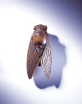 2006AL0534-01
&copy;
Netsuke. Japan, 19th century