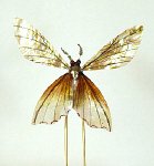 2006AN2015-01
&copy; Victoria and Albert Museum, London
Hairpin. 19th century