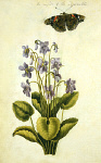 2006AT4112-01
&copy;
Violet, by Jacques Le Moyne de Morgues. France, late 16th century