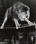2006AH6293-01
&copy;
Negus the Lion in Bertram Mills' Circus, photo Baron Nicholas de Racozcy. London, England, mid-20th century
