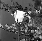 1000JG0016-01
© John Gay
Streetlight, photo John Gay. London, England, 1940s 1000JG0016-01
© John Gay
Streetlight, photo John Gay. London, England, 1940s