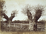2006AM5284-01
&copy; Victoria and Albert Museum, London
Hedgerow Trees, photo Benjamin Brecknell Turner. Clerkenleap, England, mid-19th century