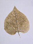 2006AR9112-01
&copy; Victoria and Albert Museum, London
Leaf Study, photo Calvert Jones. England, 1840